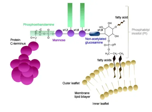 La carte Glycosylphosphatidylinositol
