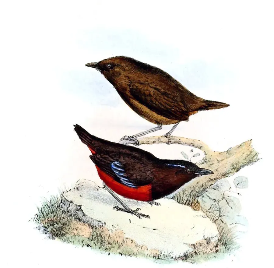 The Graceful pitta card