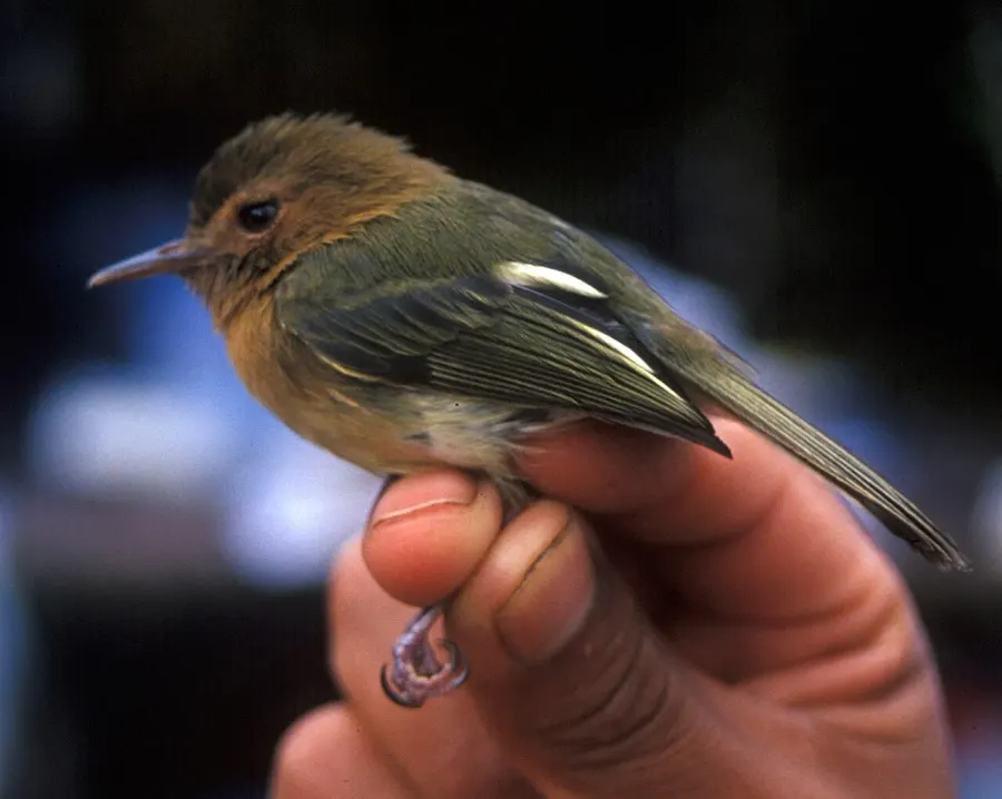 The Cinnamon-breasted tody-tyrant card
