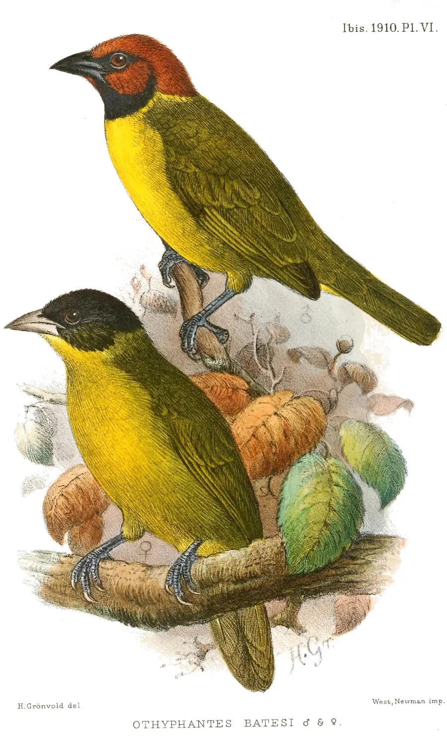 The Bates's weaver card