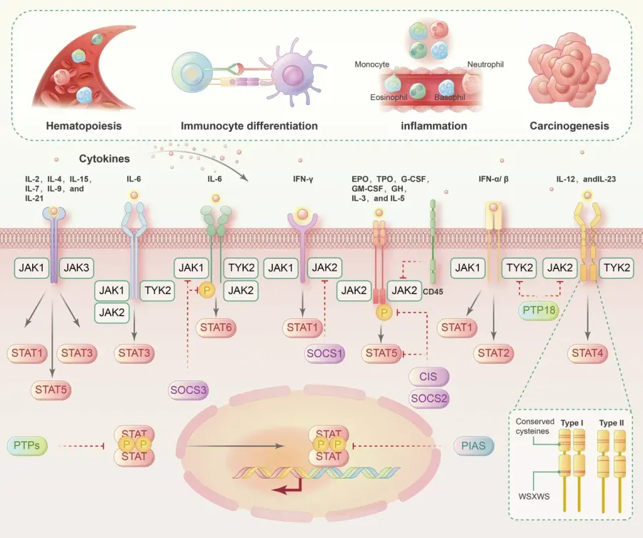 The JAK-STAT signaling pathway card
