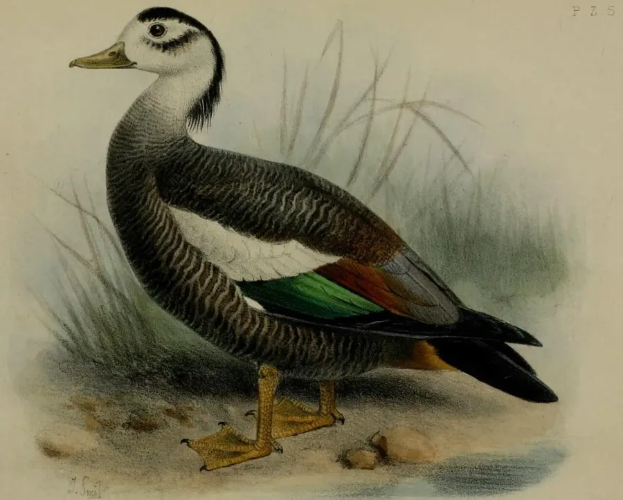 The Crested shelduck card