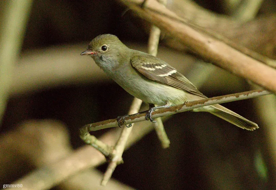 The Small-billed elaenia card