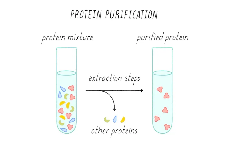 La carte Purification des protéines