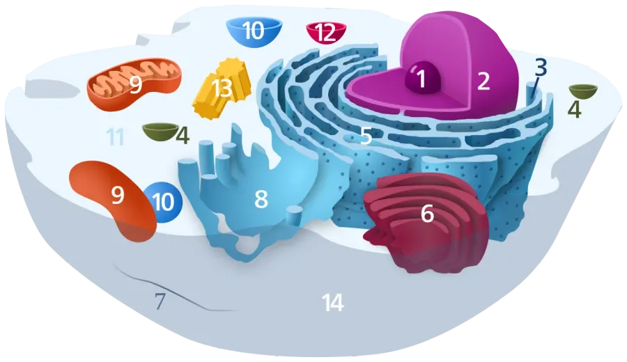 The Microtubule organizing center card
