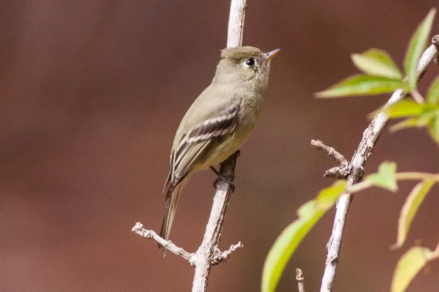 The Pine flycatcher card