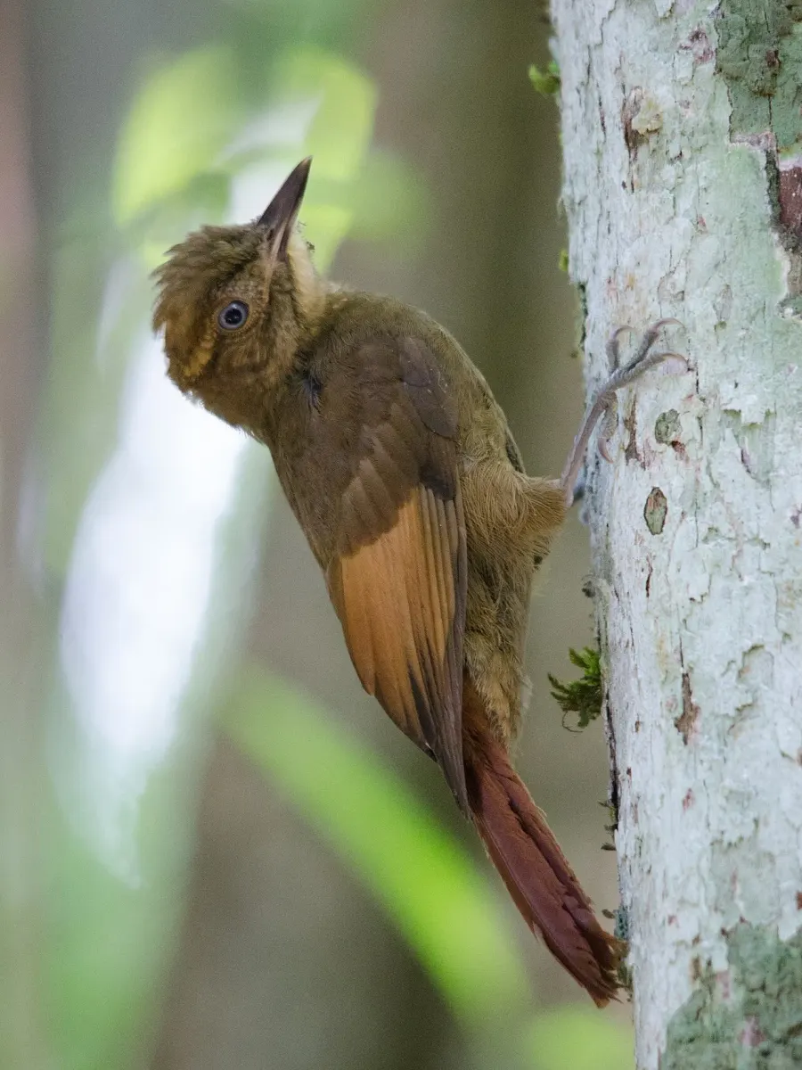 The Tawny-winged woodcreeper card