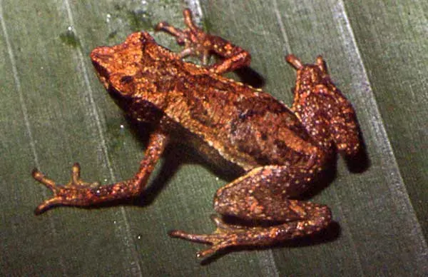 The Dendrophryniscus card