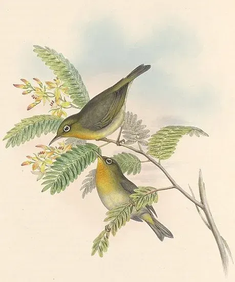 The Slender-billed white-eye card