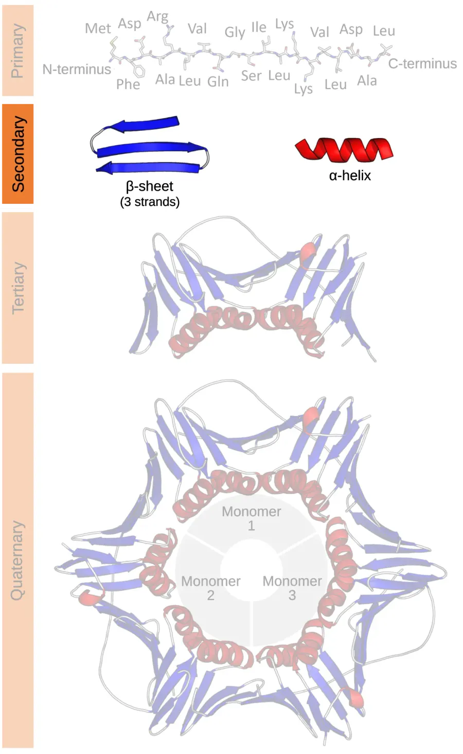The Protein secondary structure card