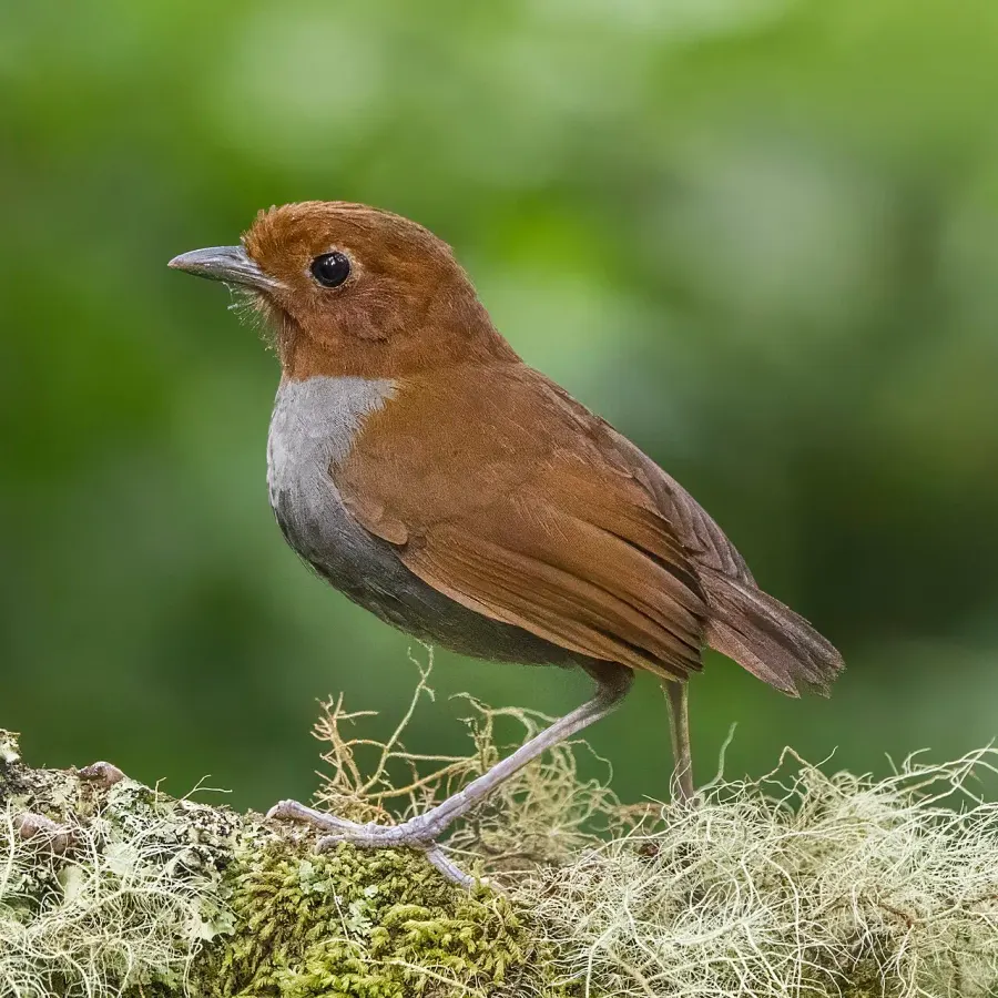 The Bicolored antpitta card