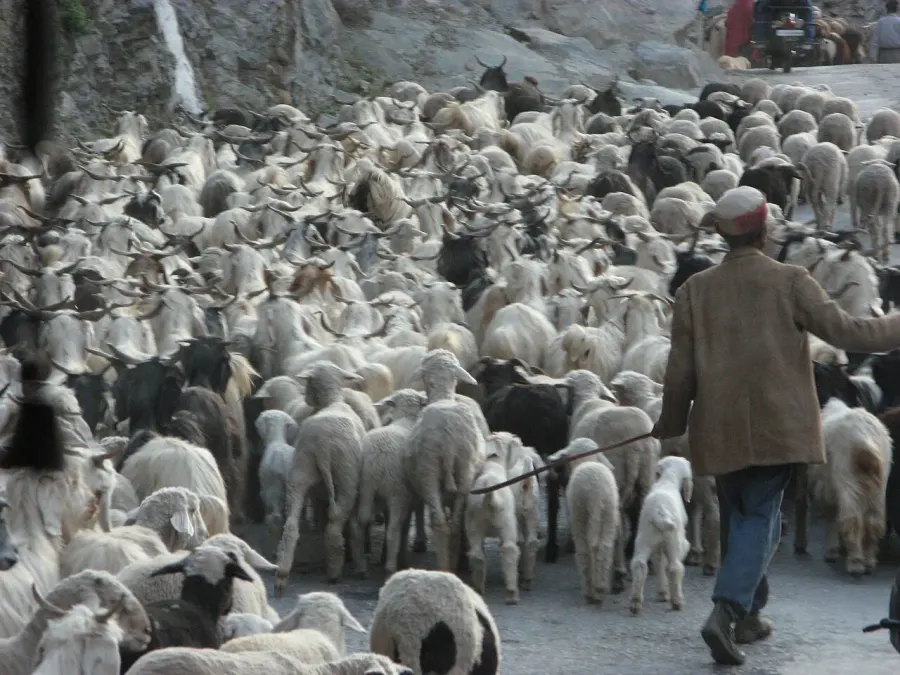 The Pastoralism card
