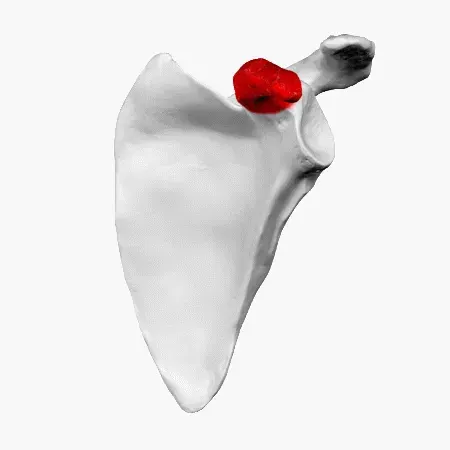 The Coracoid process card