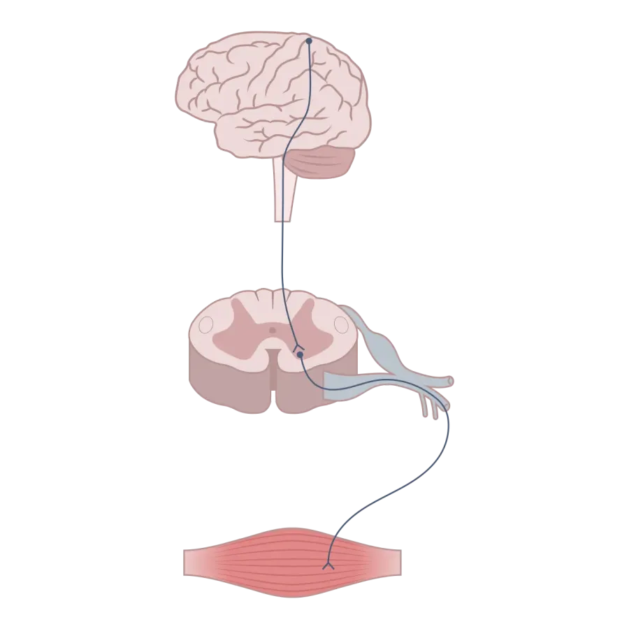 The Neuromodulation card