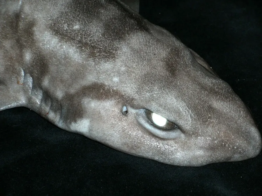 The Scyliorhinus meadi card
