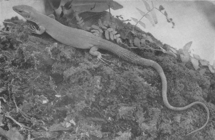 La carte Gastropholis