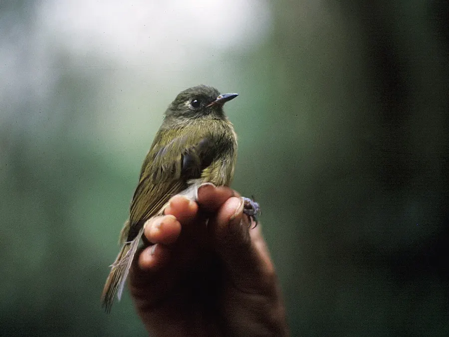 The Streak-necked flycatcher card
