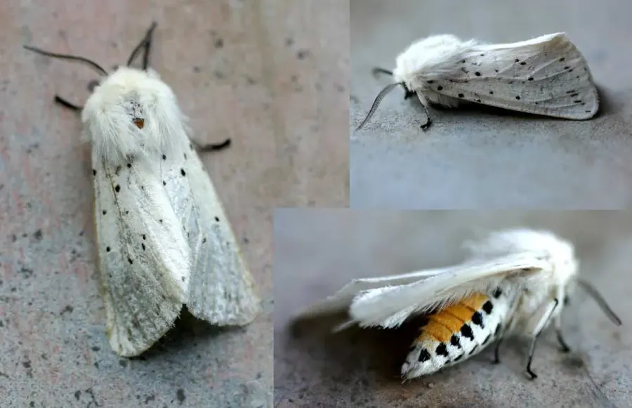 The Spilosoma lubricipeda card
