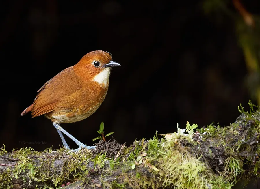 The Red-and-white antpitta card
