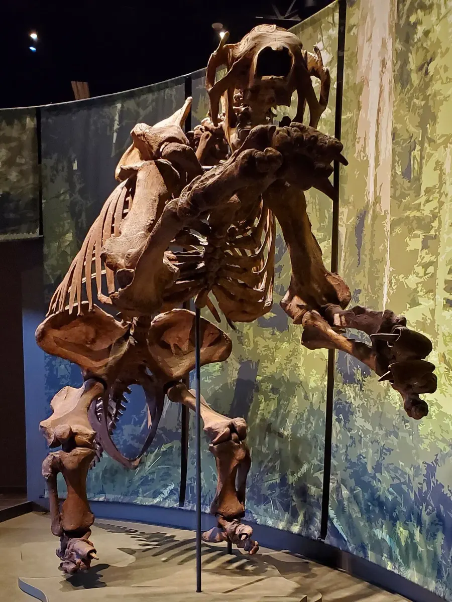 The Eremotherium card