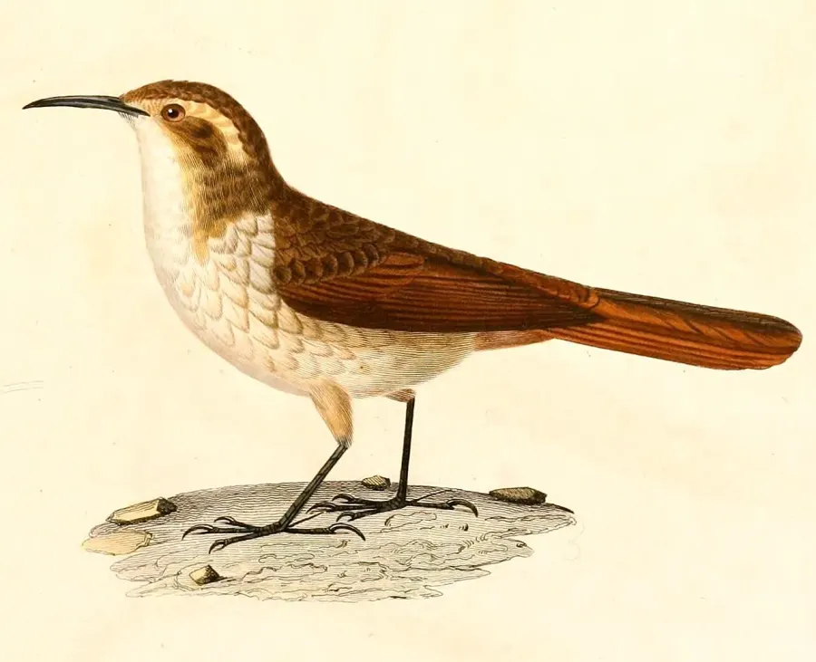 La carte Ochetorhynchus