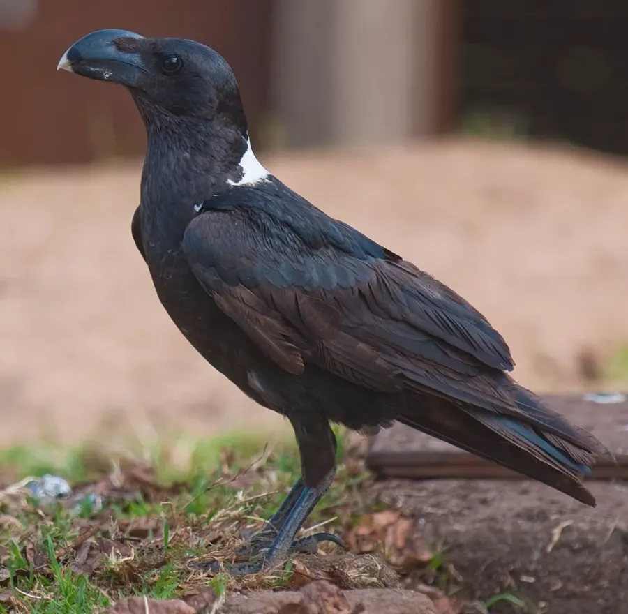 La carte Corbeau à nuque blanche