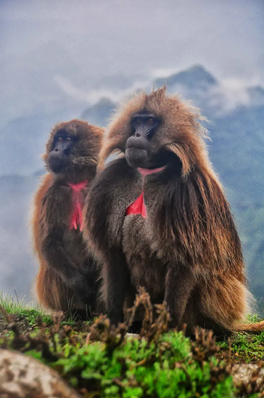 La carte Theropithecus