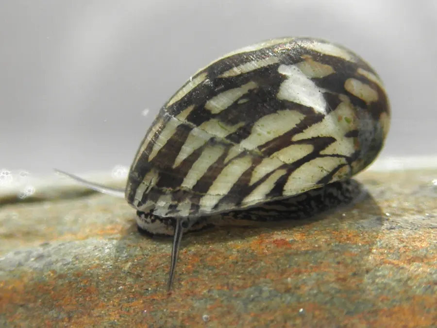 The Theodoxus fluviatilis card