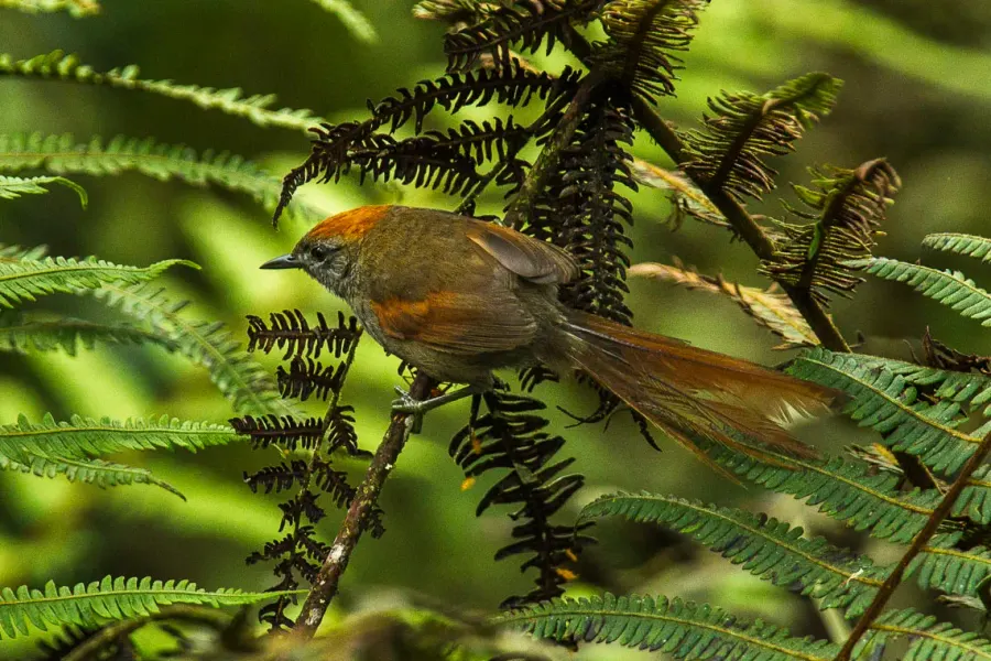 The Azara's spinetail card