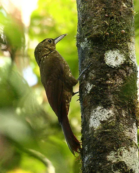The Spotted woodcreeper card