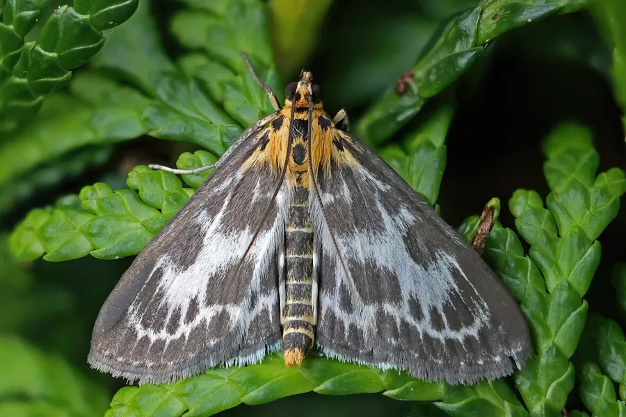 The Anania hortulata card