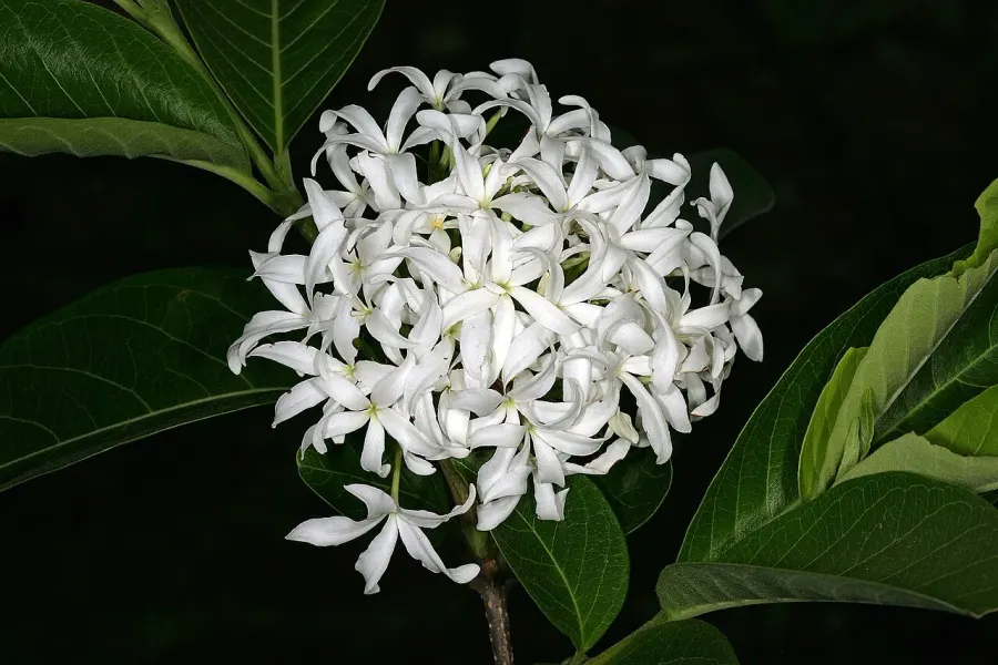 The Holarrhena pubescens card