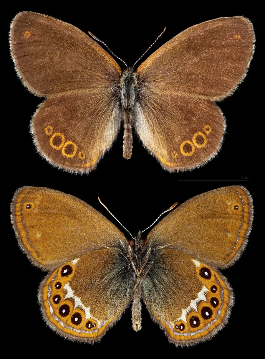 The Coenonympha hero card