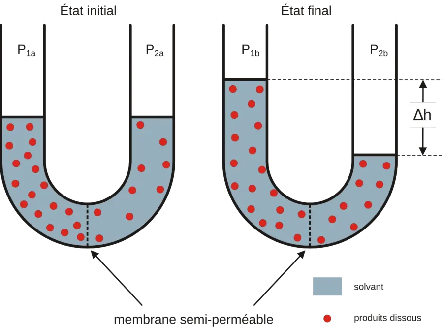La carte Chimiosmose