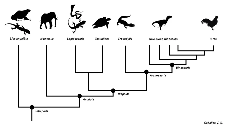 The Mammal classification card