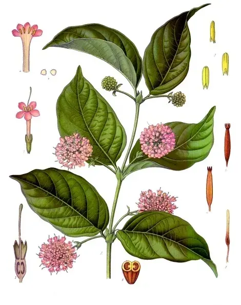 The Uncaria gambir card