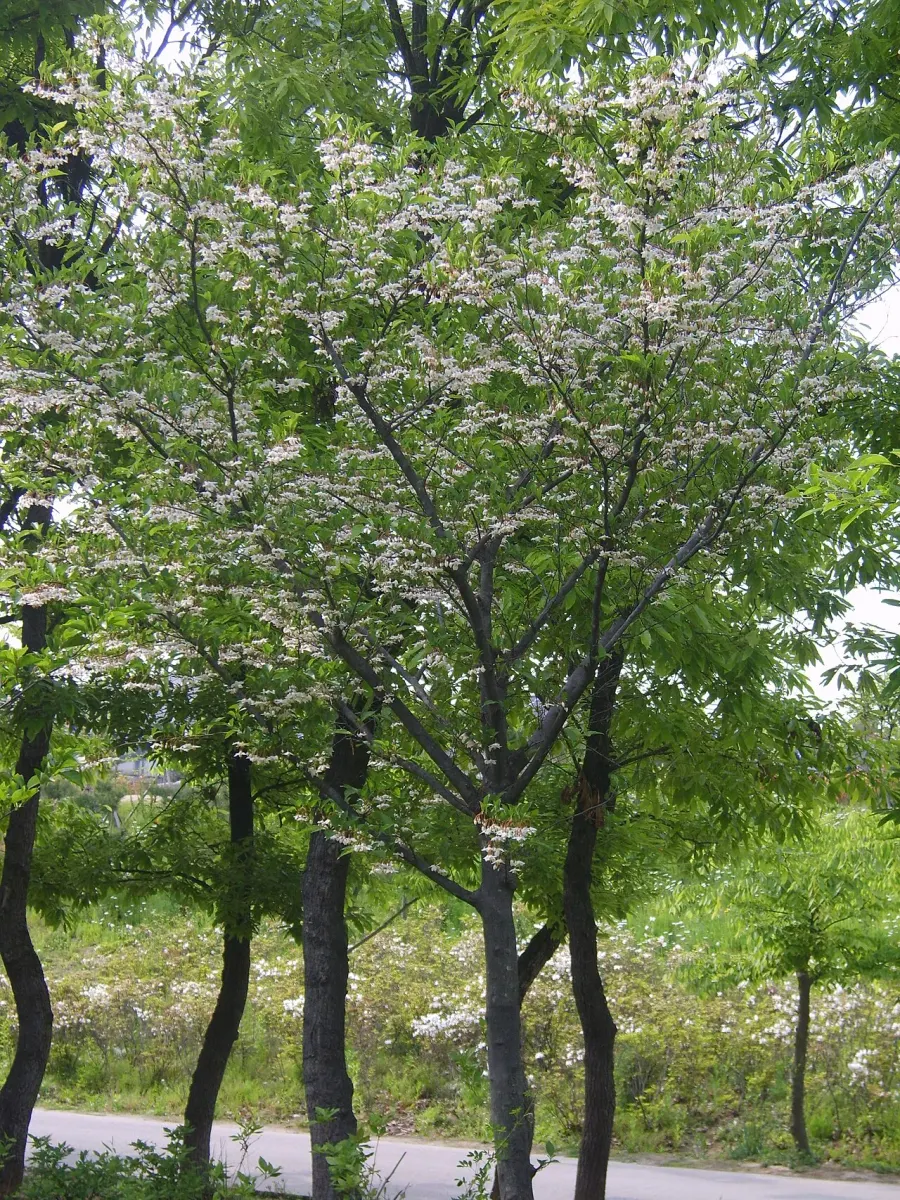 The Styrax japonicus card