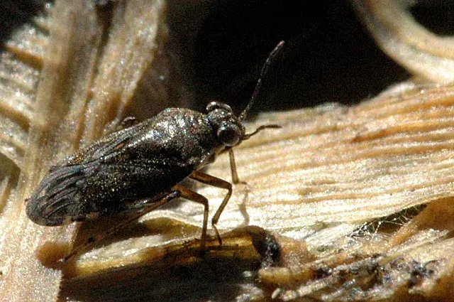 La carte Saldidae