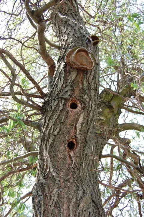 La carte Arbre creux
