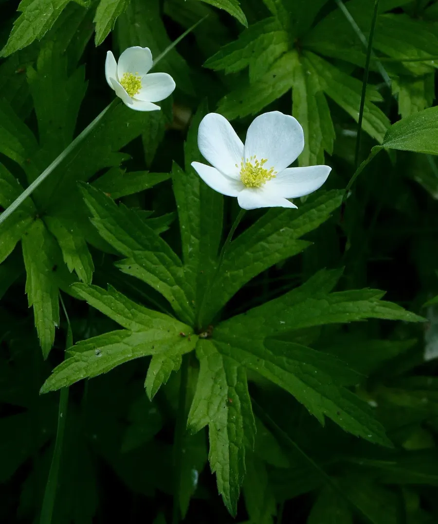 La carte Anemone canadensis