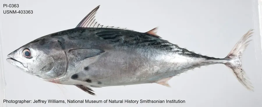 The Euthynnus affinis card