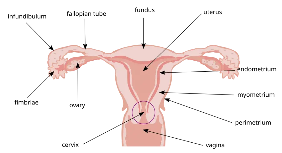 The Colposcopy card