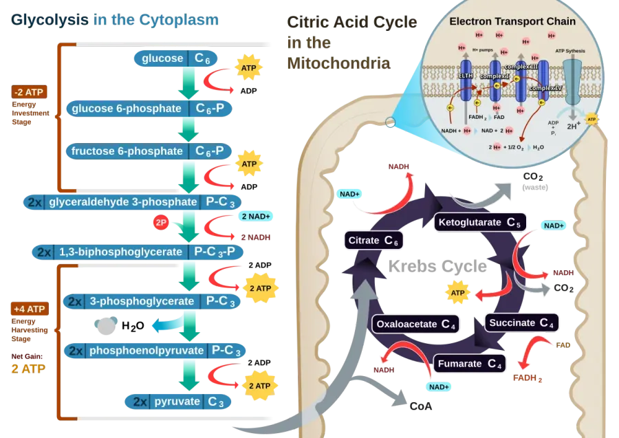 La carte Respiration cellulaire