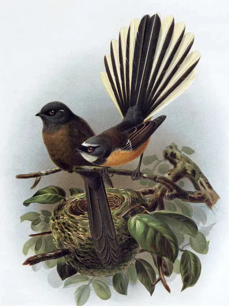 La carte Rhipidure à collier