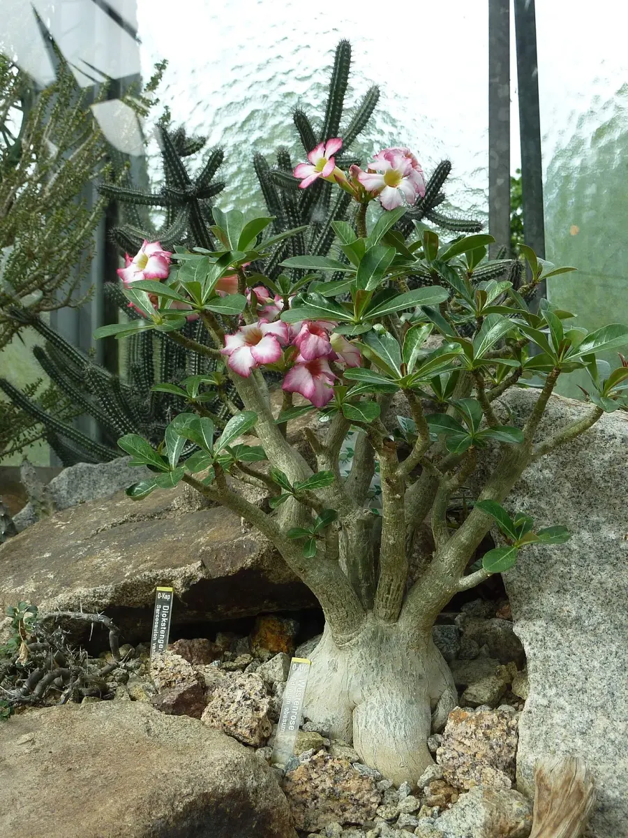 La carte Adenium