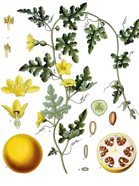 La carte Citrullus colocynthis
