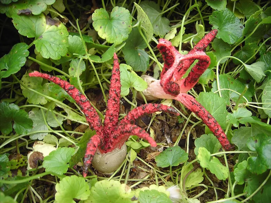 The Clathrus card