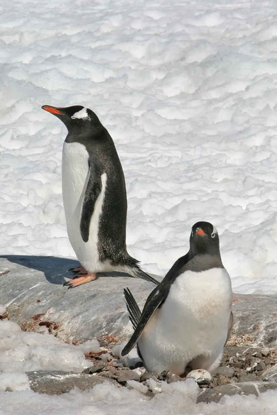 La carte Sphenisciformes