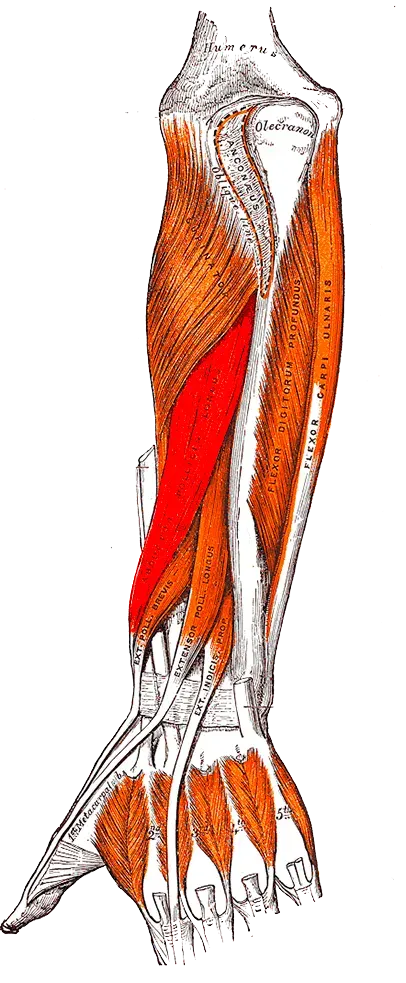 The Abductor pollicis longus muscle card