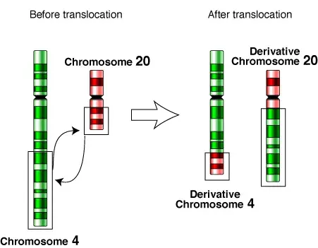 La carte Translocation